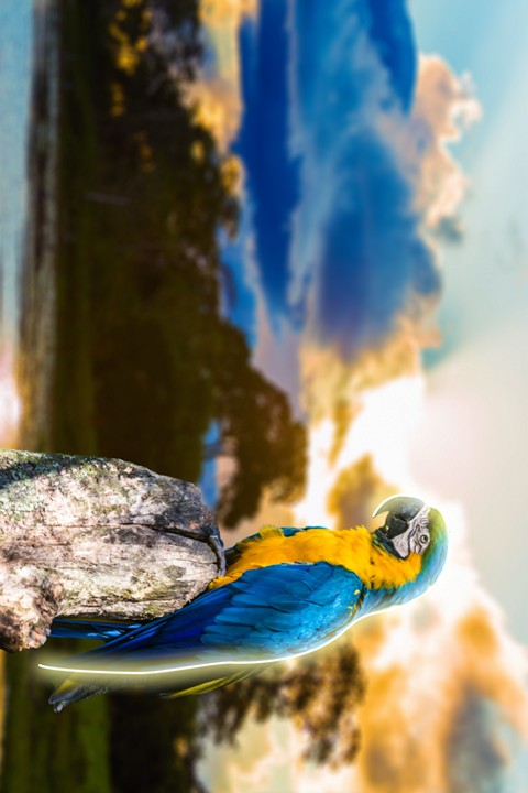 Tropical Parrot LED Wall Frame